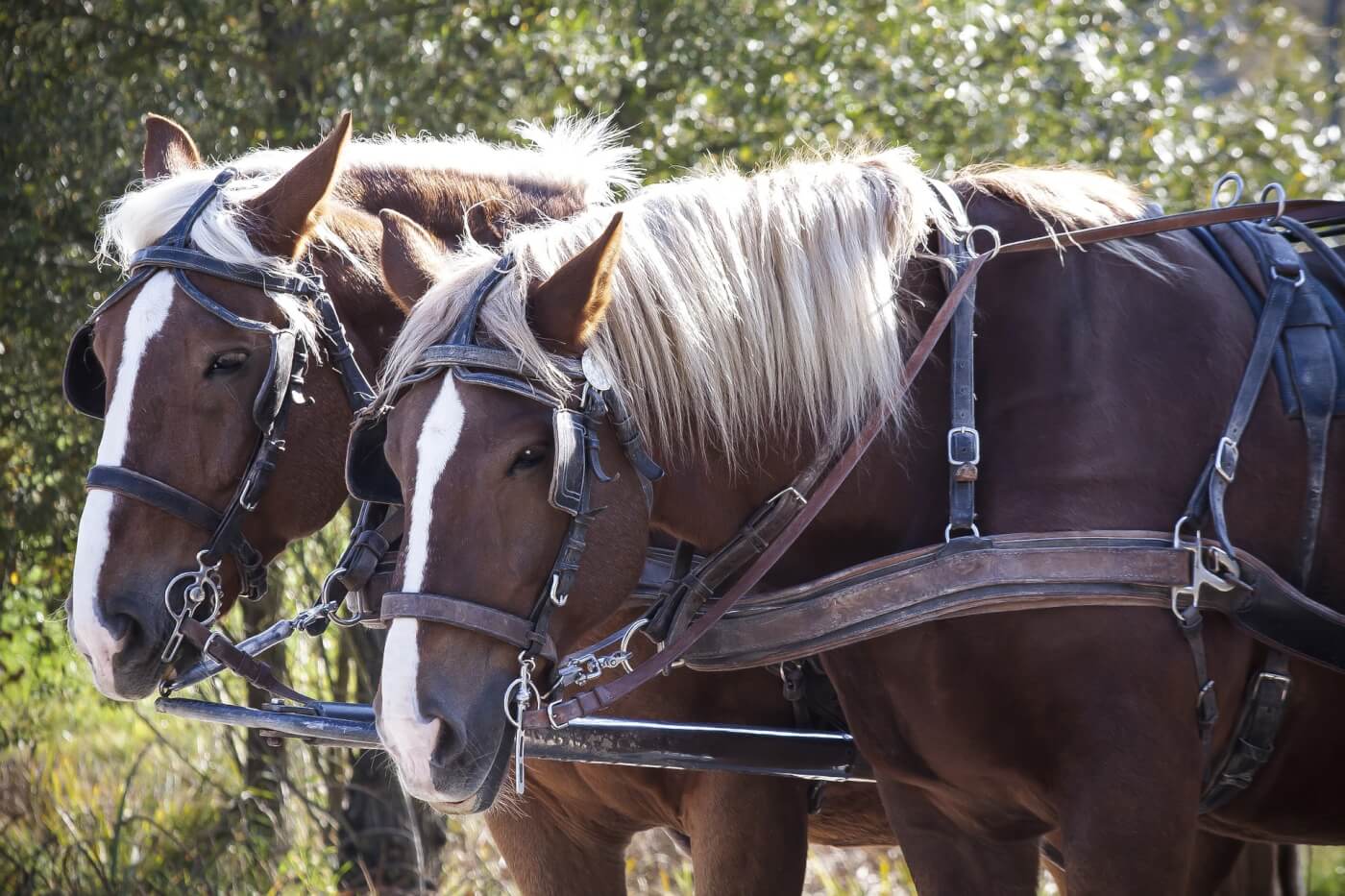 2020: Chicago Bans Horse-Drawn Carriage Rides