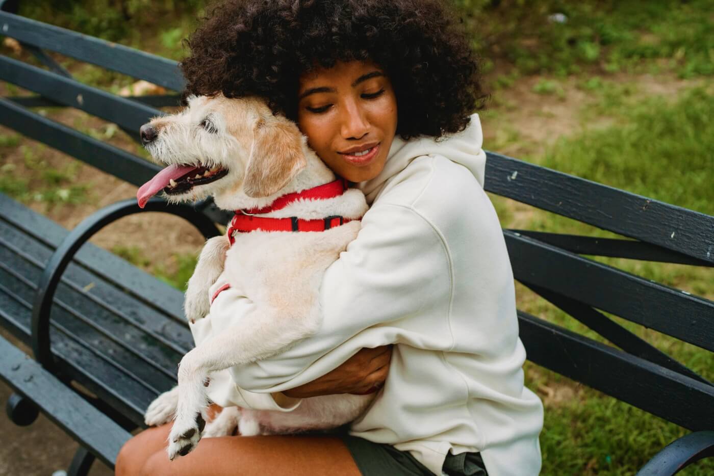 Dog in harness hugged on a bench