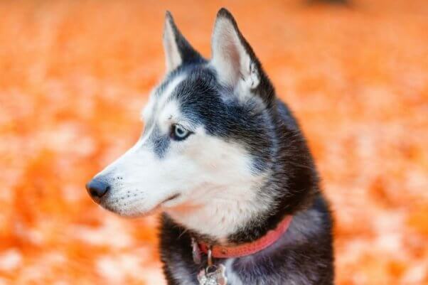 Husky with orange background