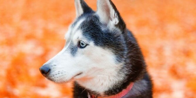 Husky with orange background