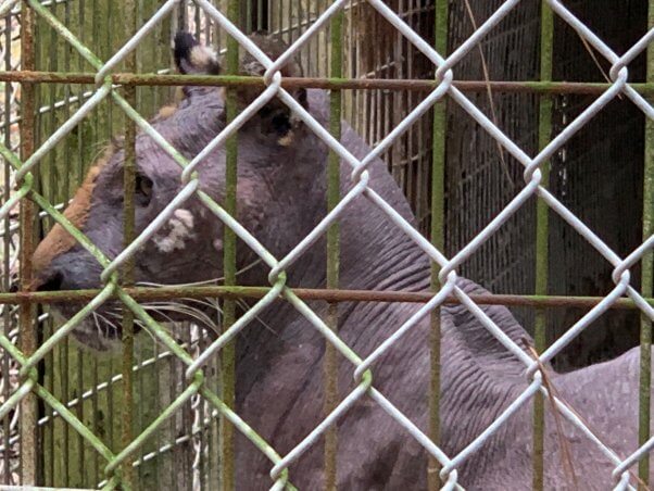 lila dead tiger bald south carolina waccatee zoo