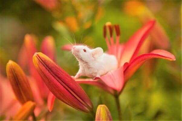 White mouse on pink lily