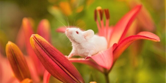 White mouse on pink lily