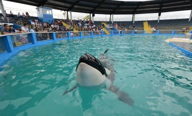Miami Seaquarium Announces Plan to Return Long-Suffering Orca Lolita to the Ocean