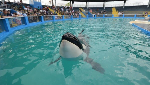 Urge The Dolphin Company to Retire Lolita to a Seaside Sanctuary