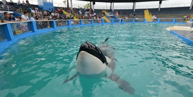 Lolita at Miami Seaquarium