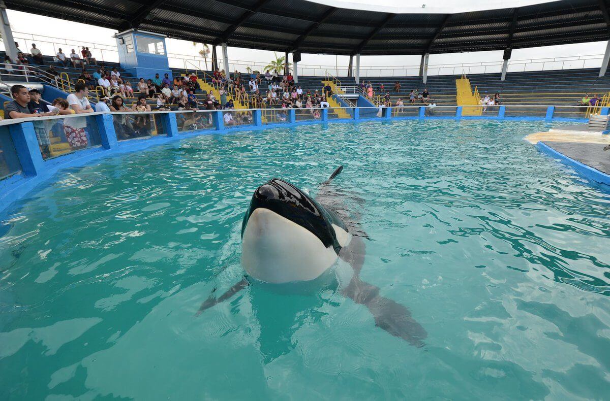 Lolita at Miami Seaquarium