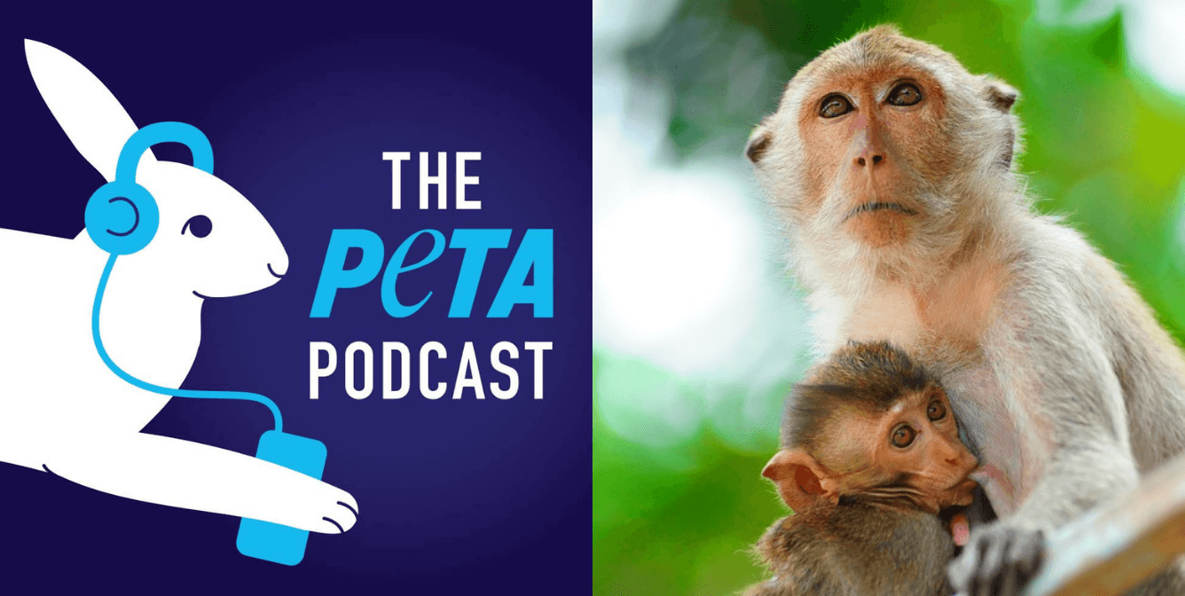 Rhesus Macaques and PETA podcast logo