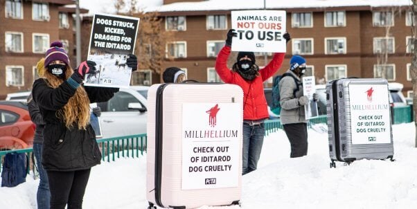 PETA Iditarod protest outside Millennium Hotel
