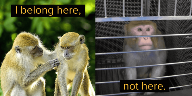 monkeys belong in their natural habitat, not in a laboratory