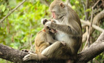 PETA’s New Video Shows What Was Stolen From Monkeys at UW