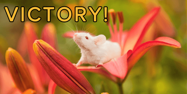Victory image of white mouse in lily