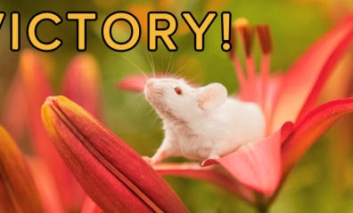 Victory! Kikkoman Stops Funding UW-Madison’s Cruel Tests on Animals