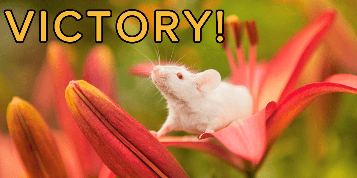 Soy Sauce Giant Stops Funding University’s Tests on Animals PETA