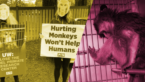 5 Ways to Urge the University of Washington to Close Its Cruel Primate Research Center