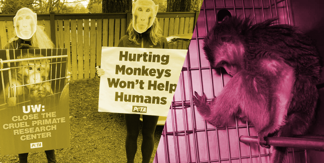 5 Ways to Urge the University of Washington to Close Its Cruel Primate Research Center