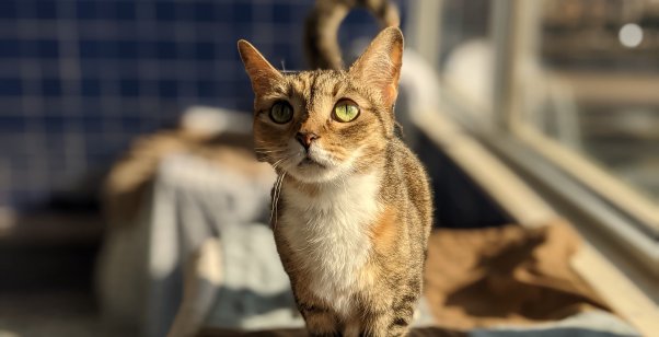 Adoptable cat Pearl at PETA offices