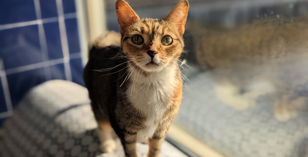 Adoptable tabby cat Pearl