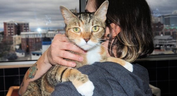 Adoptable cat Pearl with human friend