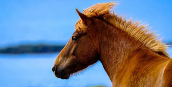 sad tan horse with blue background