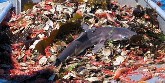 ‘Seaspiracy’ Dives Deep Into ‘Bycatch’ and ‘Dolphin-Safe’ Tuna Scandals