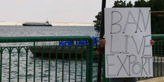 Ship in Suez Canal Is Freed, but What About the Animals?