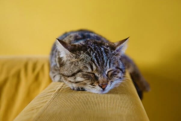 Brown striped cat sleeps on yellow couch