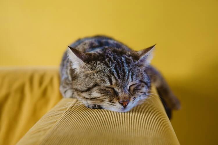 Brown striped cat sleeps on yellow couch