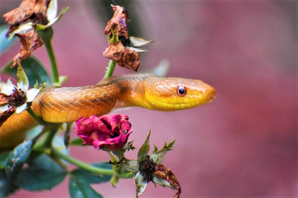 Small yellow snake hangs out in the red flowers