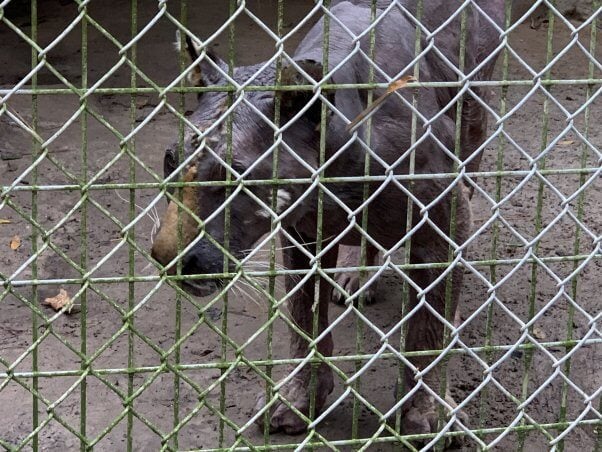 lila dead tiger waccatee zoo south carolina