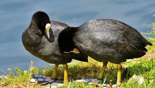 Urge Country Club in Palm Desert, CA, to Forgo Gunning Down Birds!