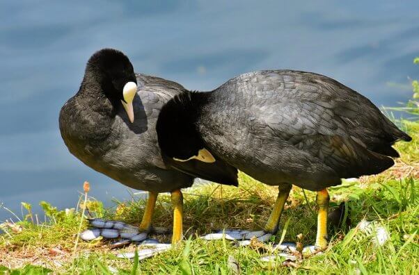 Two coots on bank of water