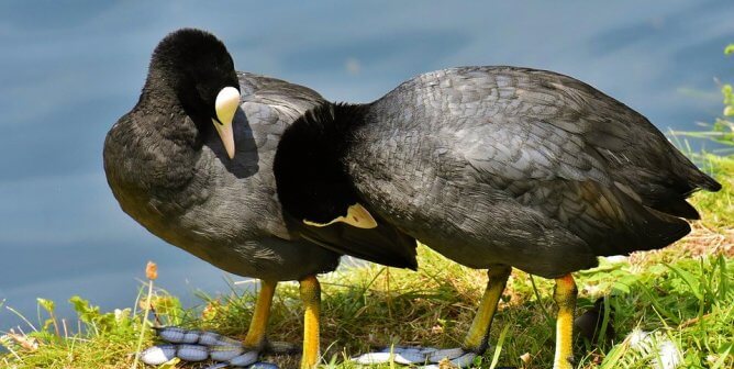 Urge Country Club in Palm Desert, CA, to Forgo Gunning Down Birds!