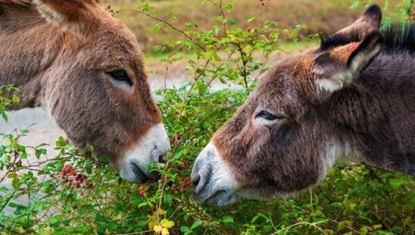 Two donkeys eat from the same green bush
