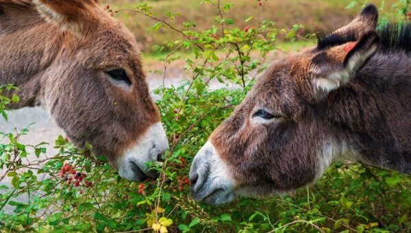 Dos burros comen del mismo arbusto verde.