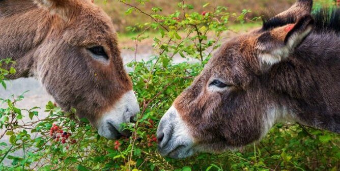 Two donkeys eat from the same green bush