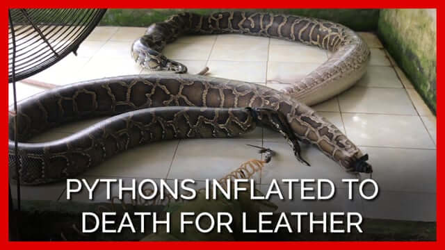 Prada Urged To Ditch 'Cruel' Exotic Animal Skins By Vegan Campaigners