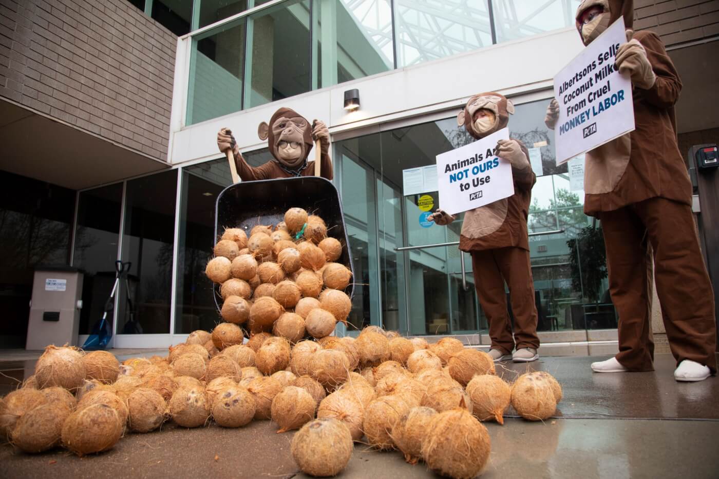 Monkeys protesting Albertsons sale of coconut milk using monkey labor