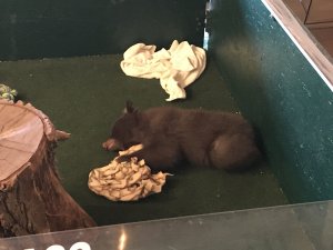 Yellowstone Bear World bear cub with hair loss