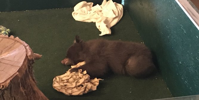 PETA Blows Whistle on Shady ‘Baby Animal’ Event in Which Bear Cubs Were Kept in Box