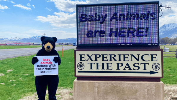 Crying bear at yellowstone photo op