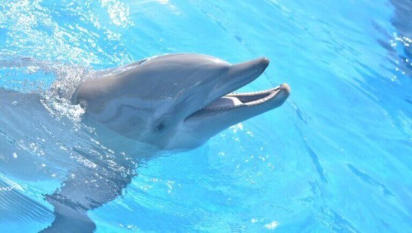 Urge Officials to Shut Down Miami Seaquarium Over Animal Safety Concerns