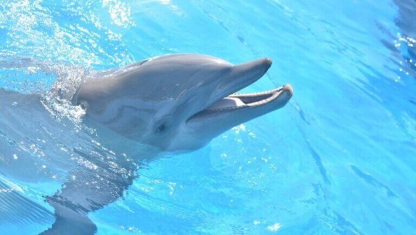 Urge Officials to Shut Down Miami Seaquarium Over Starved Dolphins