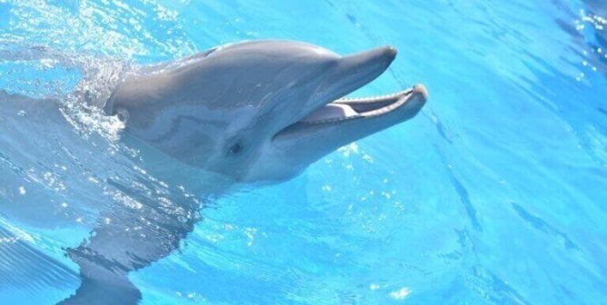 dolphin and other animal deaths at miami seaquarium exposed by PETA