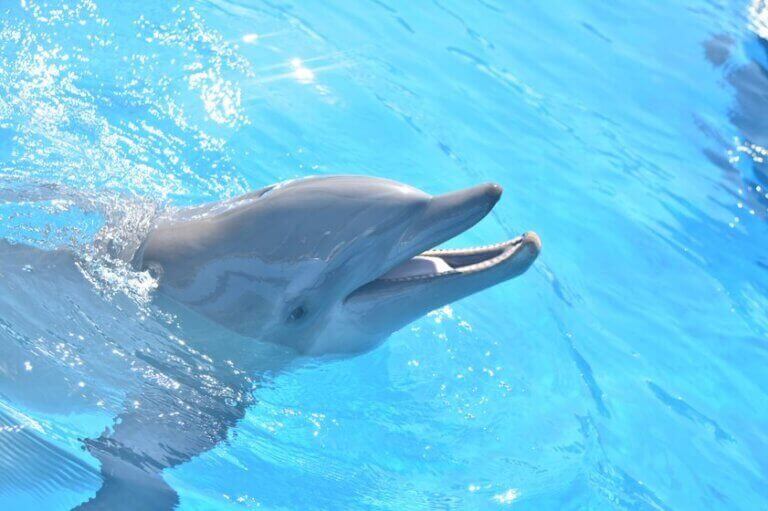 Dohplin Miami Seaquarium 2 1 768x511 1 Miami Seaquarium Starves Dolphins, Puts Humans at Risk
