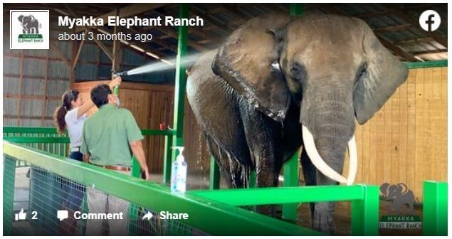 photo of elephant and handlers at Myakka Elephant Ranch