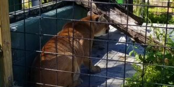 Cougar at Roadside zoo needs help