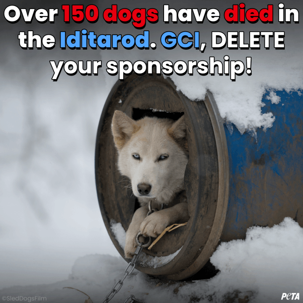 Over 150 dogs have died in the Iditarod. CGI, DELETE your sponsorship.