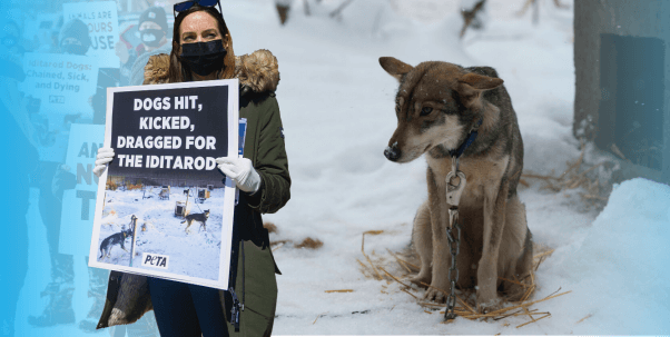PETA protest Iditarod with dog chained in background