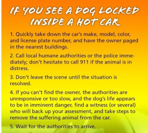 What to do if you see a dog locked in hot car